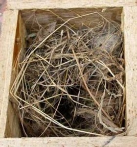 Ptáci jsou schopni budku naplnit výstelkou až po střechu – na obrázku hnízdo vrabců polních. Obývaná je jen malá kotlinka u dolního okraje.